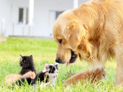 宠物清洁除臭用品上新季，打造爆款从这3个方面下手