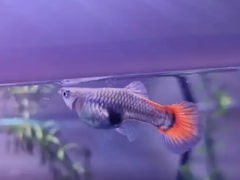 养好孔雀鱼，这些细节你一定要注意