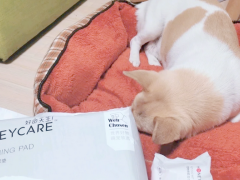 狗尿垫品牌推荐吸水性好的：好命天生用实力守护家居洁净