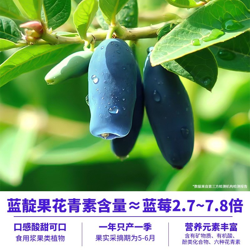 定制蓝靛果原浆OEM100%鲜榨果蔬汁0添加NFC原榨花青素0脂纯果汁饮图2