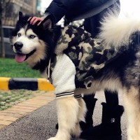 定制狗狗衣服冬季金毛中型大型犬拉布拉多阿拉斯加哈士奇宠物冬装