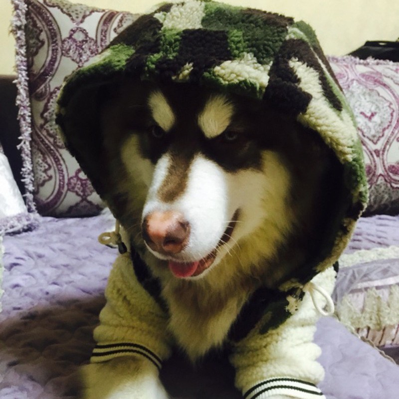 定制狗狗衣服冬季金毛中型大型犬拉布拉多阿拉斯加哈士奇宠物冬装图2