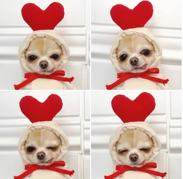 OEM定制心形变身狗狗猫咪小中大犬秋冬卫衣抓绒衣服用品宠物图3