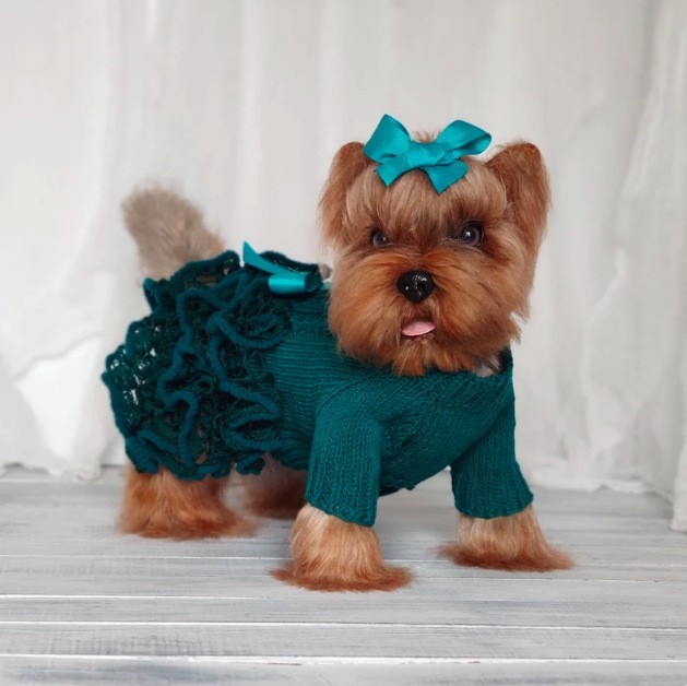 宠物外套春秋针织棉休闲可爱风宠物马甲猫咪小型犬衣服宠物服饰图5