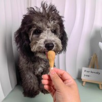 定制鸡腿奶味钙骨头 现货狗狗食品宠物磨牙棒小型犬洁齿棒零食