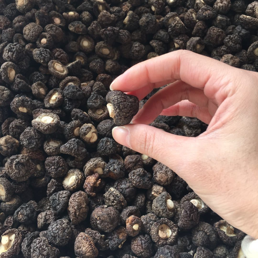 新货金钱菇 珍珠菇 香菇 1.5-2cm小香菇 250克 古田 干货礼品年货图2