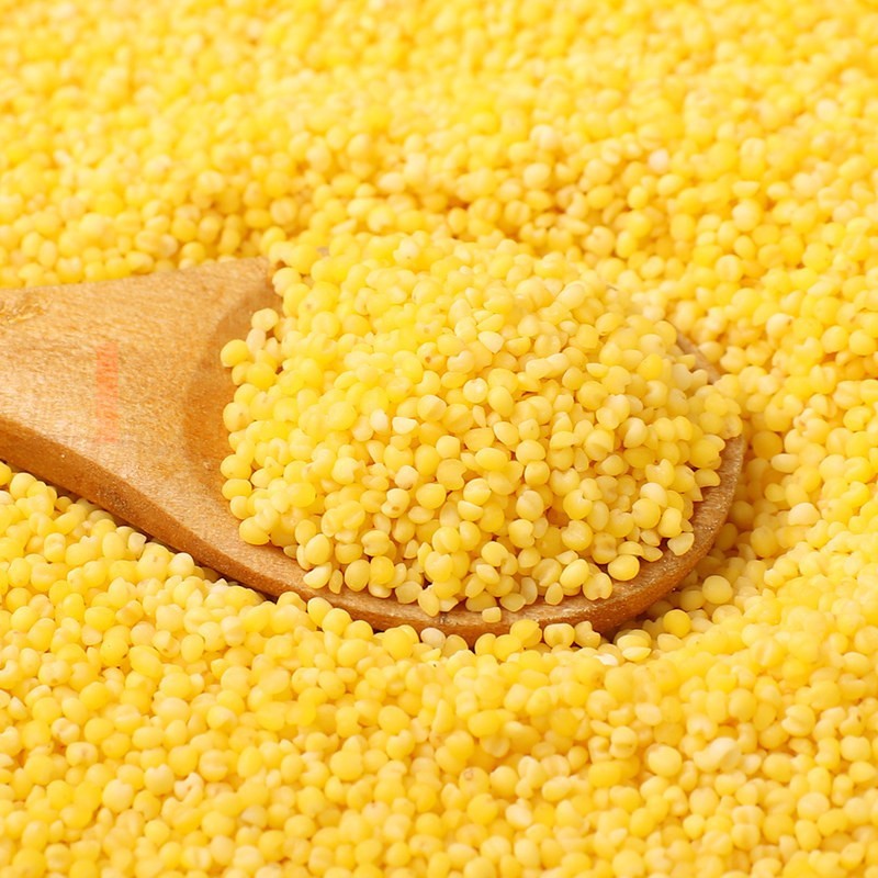 山东黄小米500g农家新米五谷杂粮特产健康米厂家图3