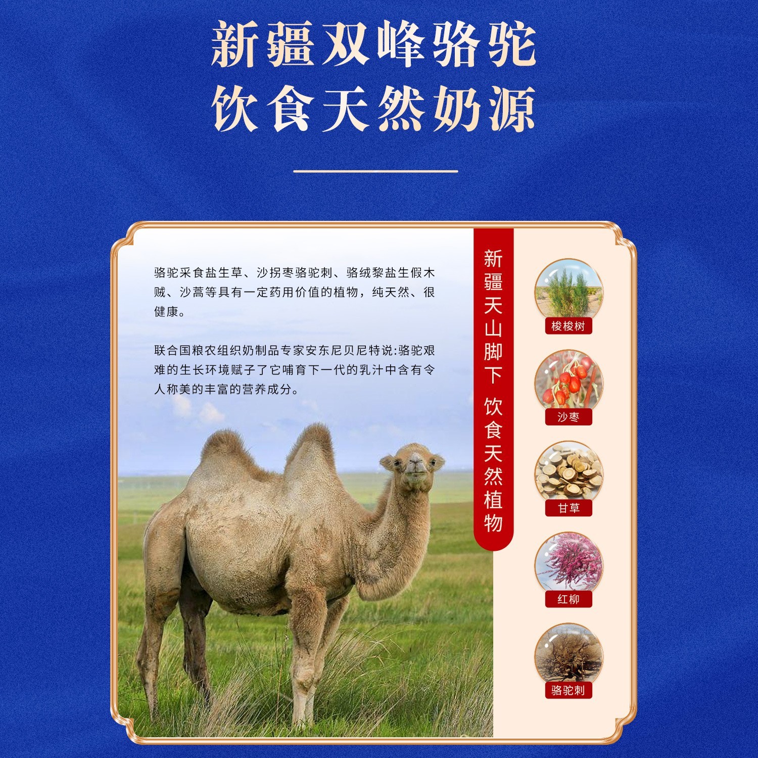 儿童成长驼乳配方奶粉骆驼奶粉学生新疆奶源图4