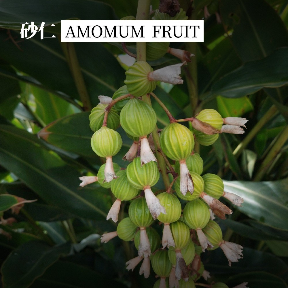 砂仁精油养脾胃肾按摩刮痧精油芳疗级单方天然植物砂仁单方精油纯图5