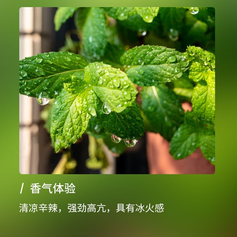 驱蚊虫精油香薰植物单方驱蚊提神蚊虫叮咬清凉灭蟑螂组合10ml样品图2