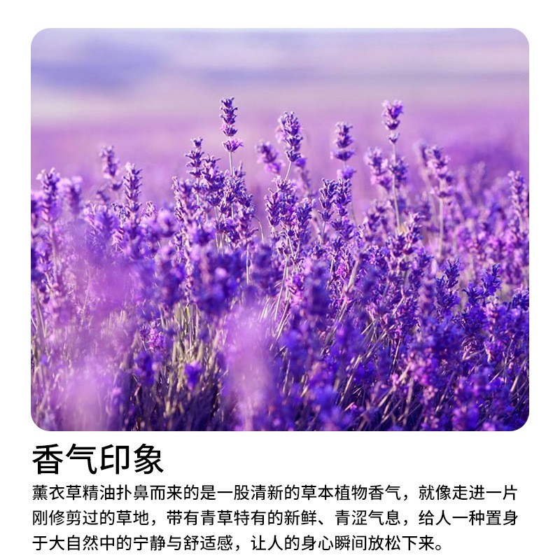 薰衣草单方精油天然植物花香薰精油滋润按摩面部护理图3