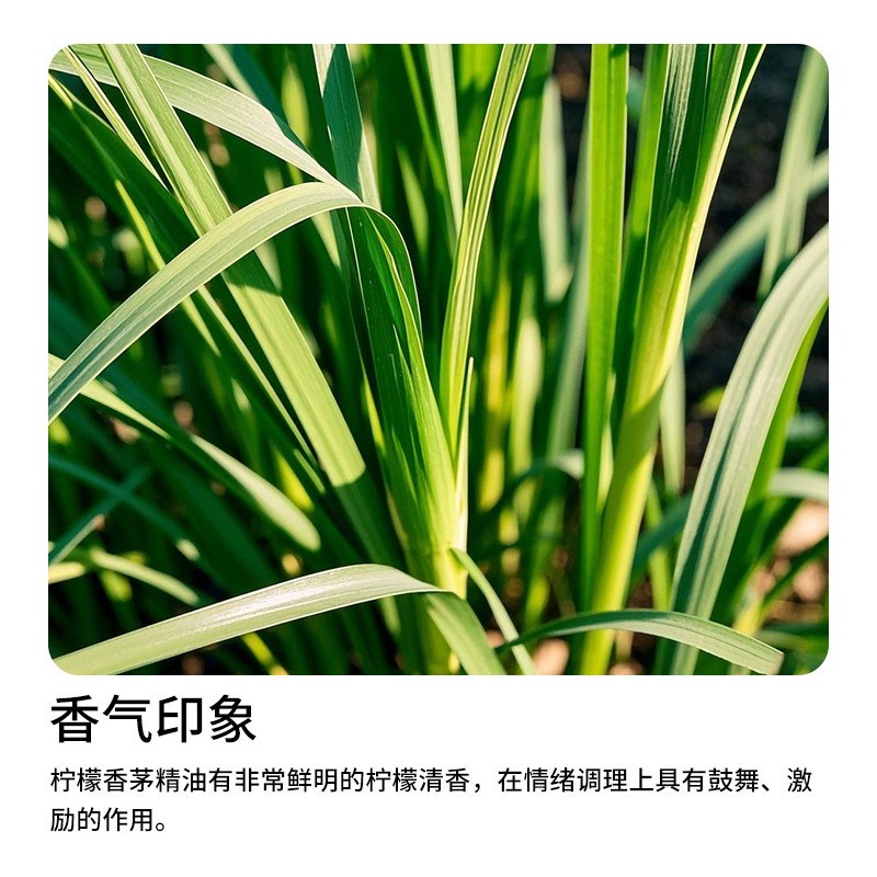 香薰植物精油驱蚊驱虫清新按摩推背芳疗精油厂家加工香茅单方精油图2