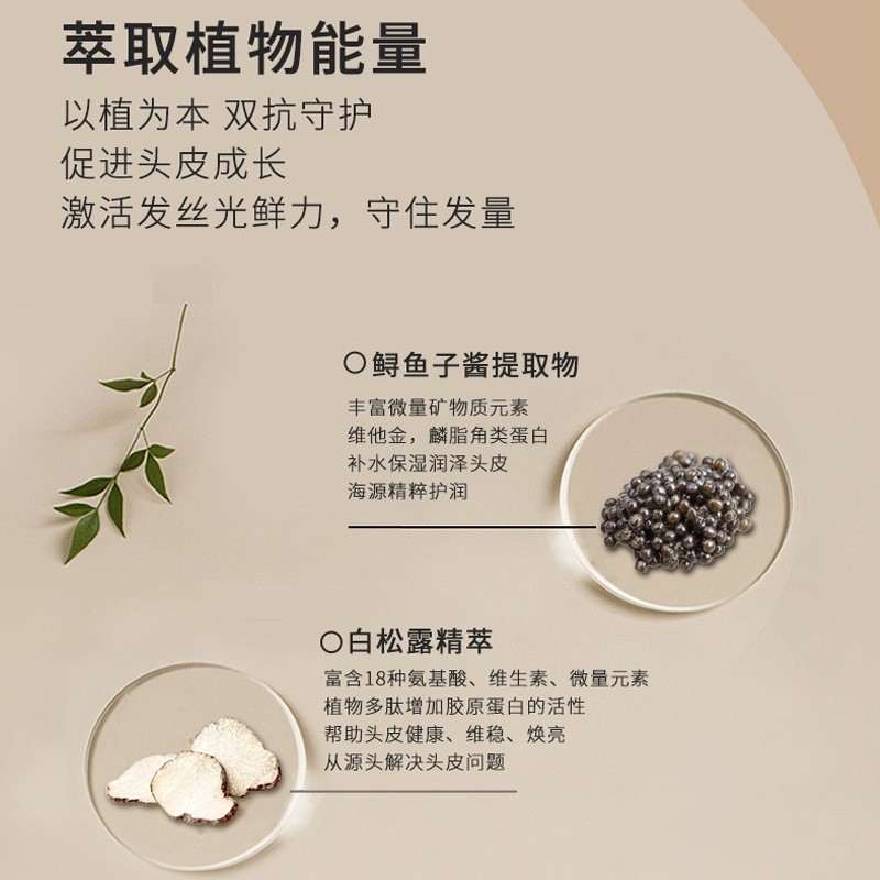 白松露氨基酸洗发水定制贴牌 蓬松控油去屑止痒洗发露oem代加工图2