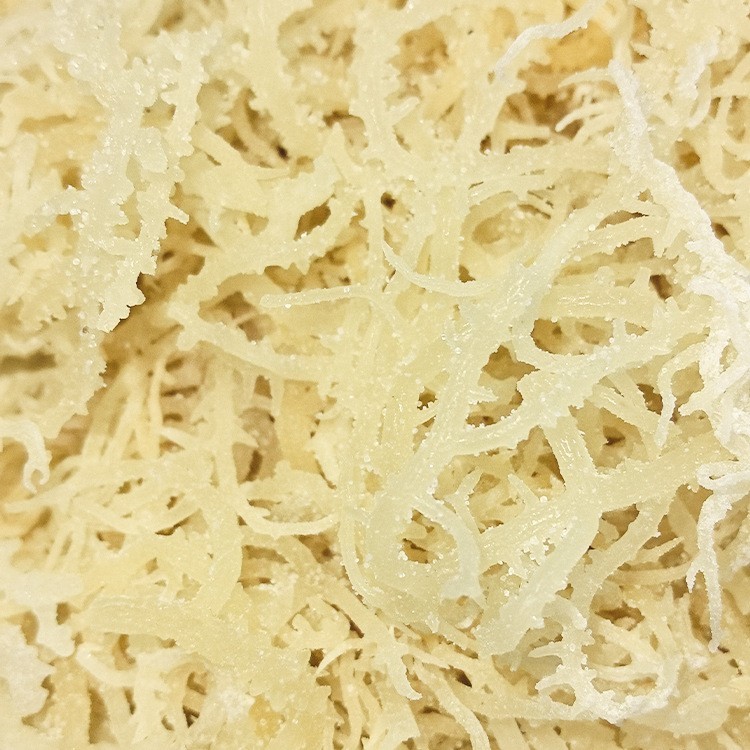 长寿菜海藻菜麒麟菜食用海鲜干货龙须菜日晒干货石花菜鹿角菜图4