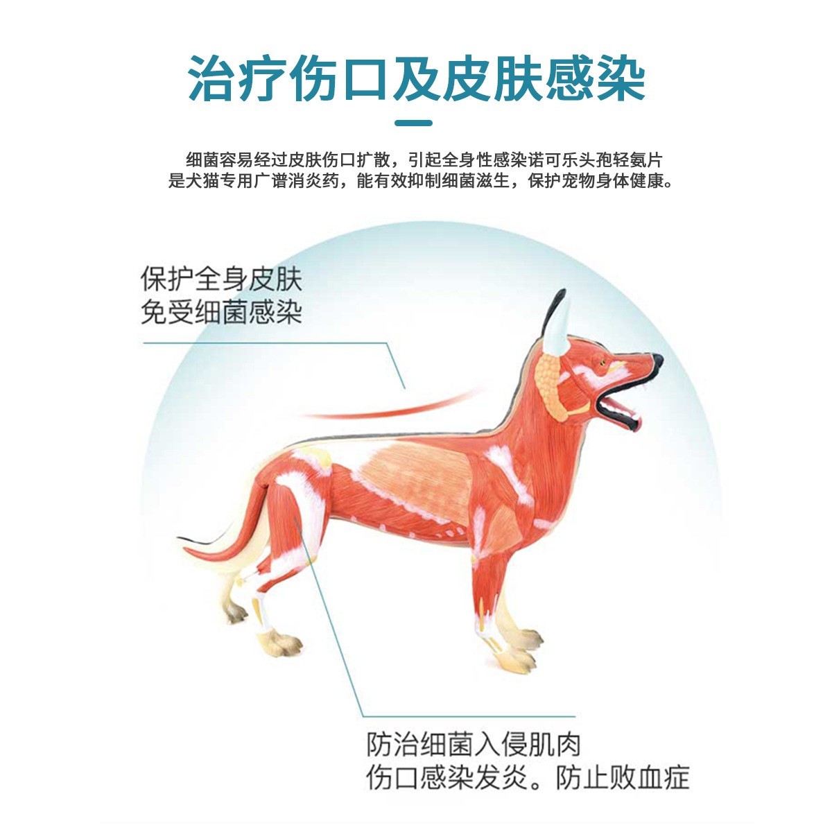 厂家定制代加工宠物头孢羟氨苄片广谱抗菌消炎药专门兽药生产犬用图2