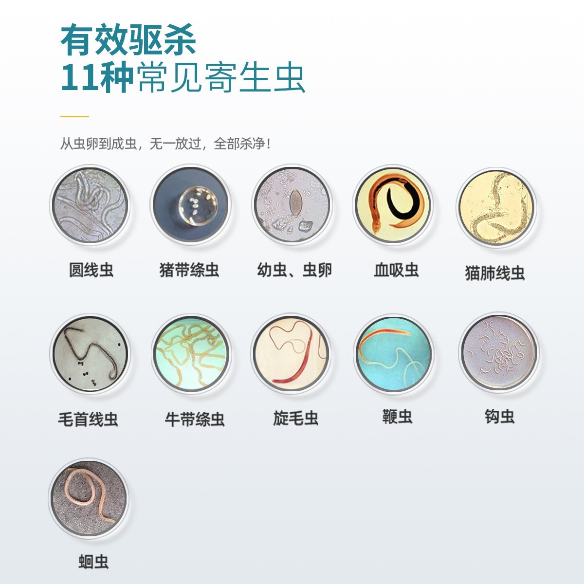 代加工宠物体内驱虫药阿苯达唑片猫狗除虫药犬用兽用猫狗通用驱虫图4