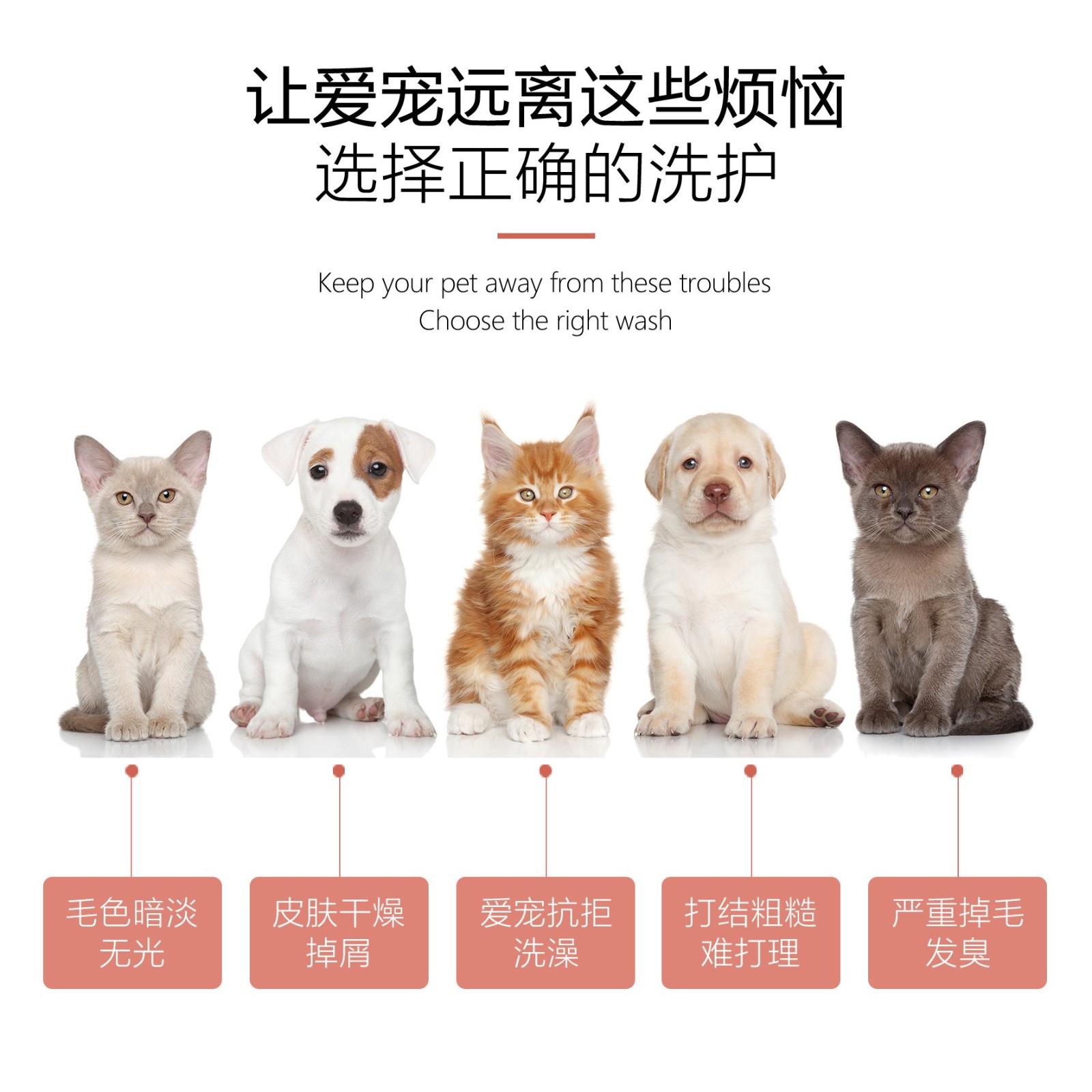 厂家定制贴牌500m猫狗宠物沐浴露去味清洁洗澡宠物香波沐浴露OEM图3