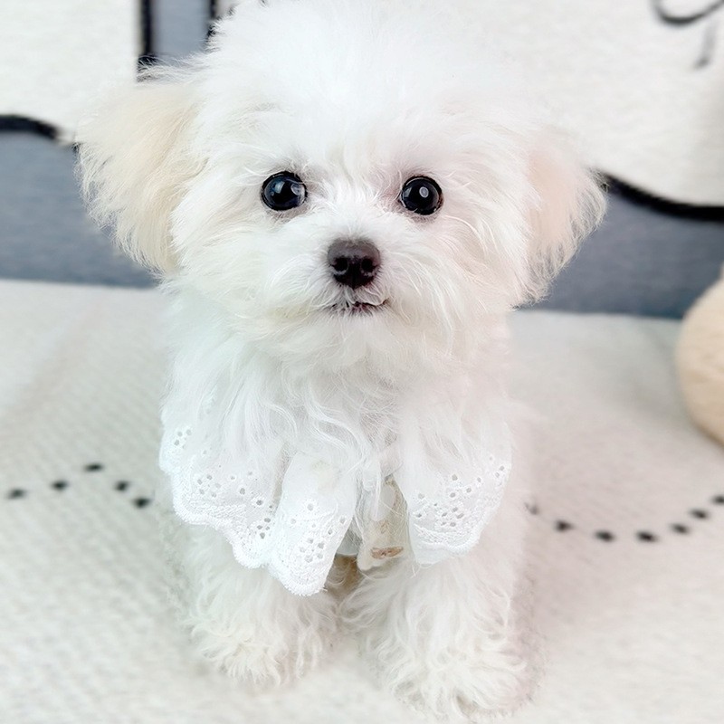 ins宠物可爱蕾丝花边背心马甲裙子狗狗衣服夏季清爽猫咪防毛服装图4
