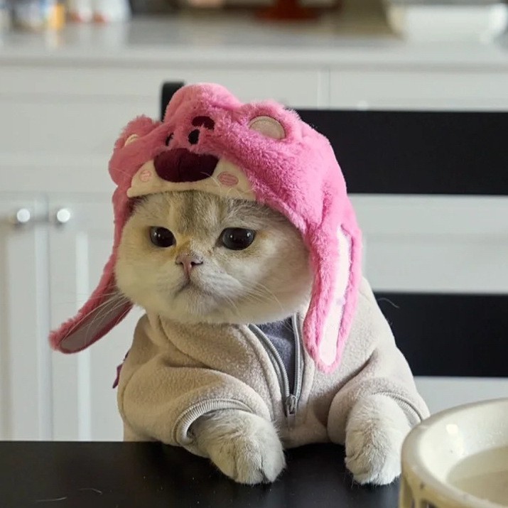 宠物三眼仔头套海星鲷鱼帽子猪猪小鸡猫咪小熊熊猫头饰搞怪装扮图2