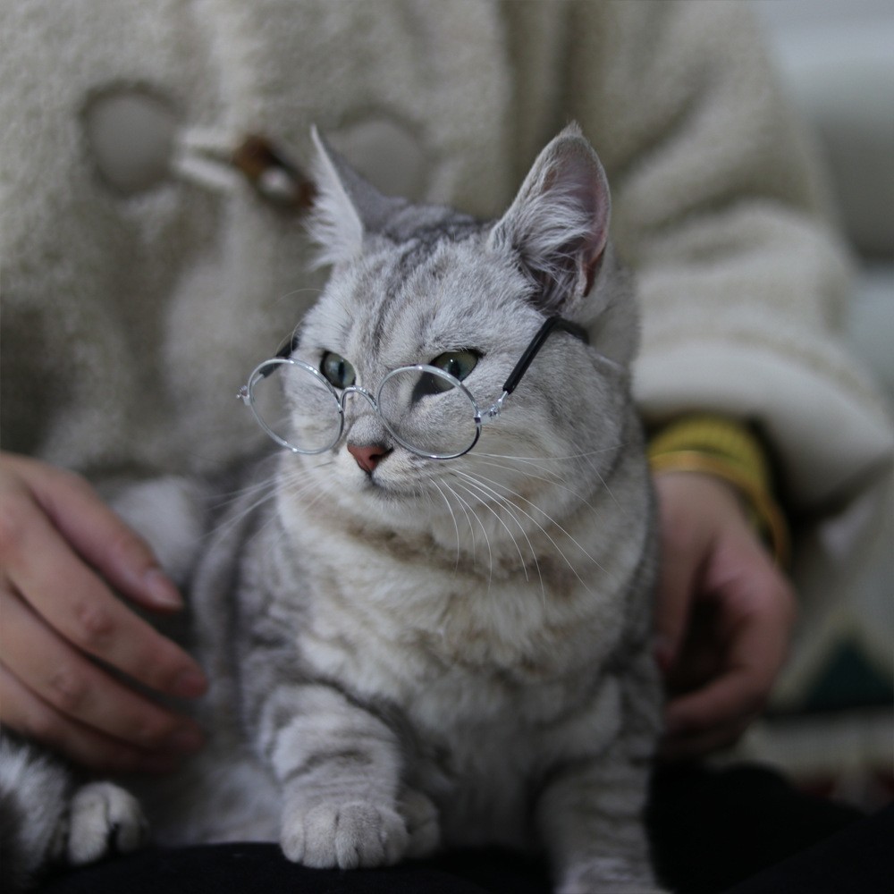 宠物眼镜猫猫用品创意潮流狗狗宠物用品新奇特搞怪猫墨镜图3
