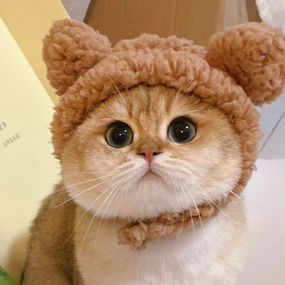 汇总宠物头套可爱狗狗泰迪装扮太阳花宠物头饰假发猫咪万圣节帽子图3