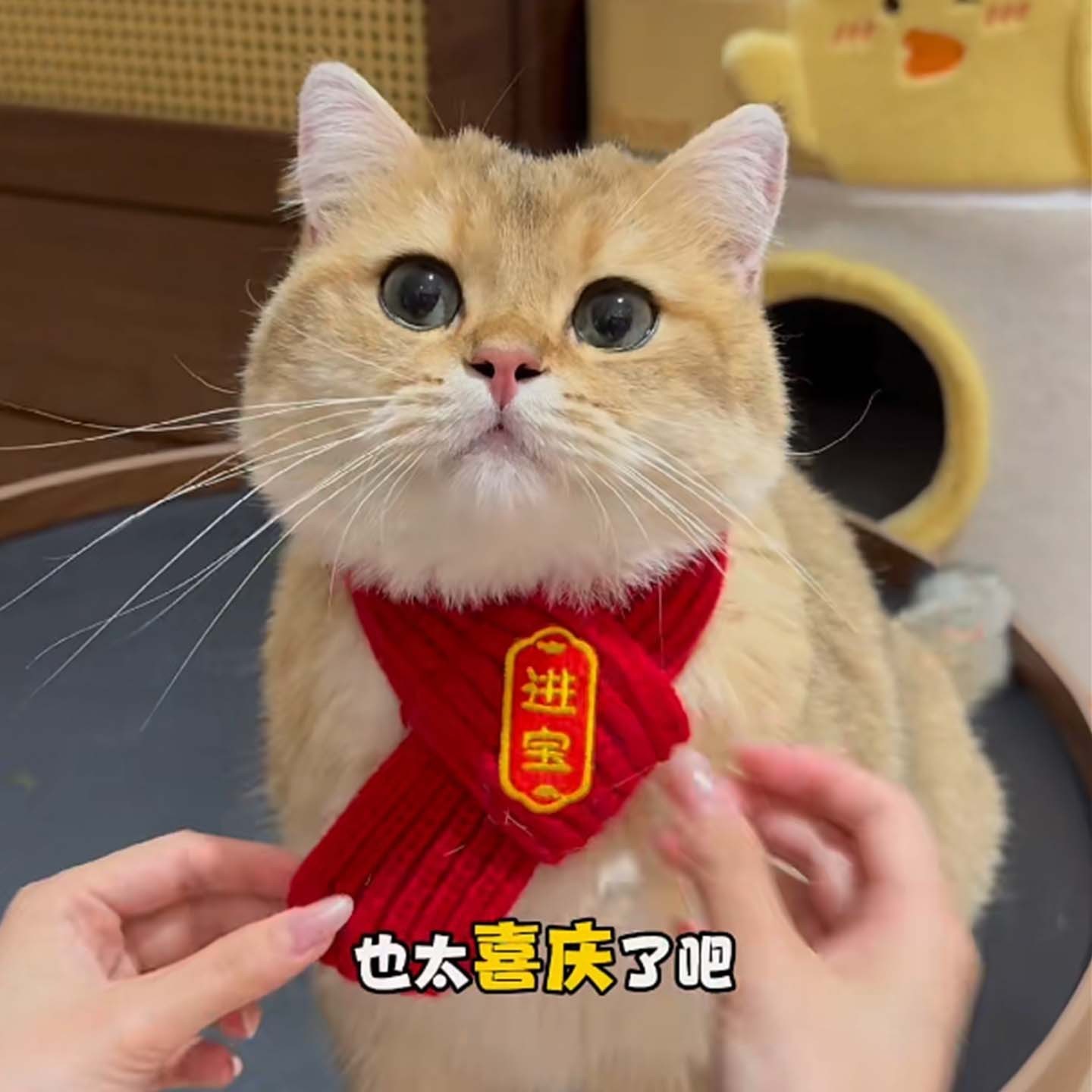 宠物围脖针织保暖红色围巾 新年小狗猫咪毛线喜庆冬季保暖饰品图4