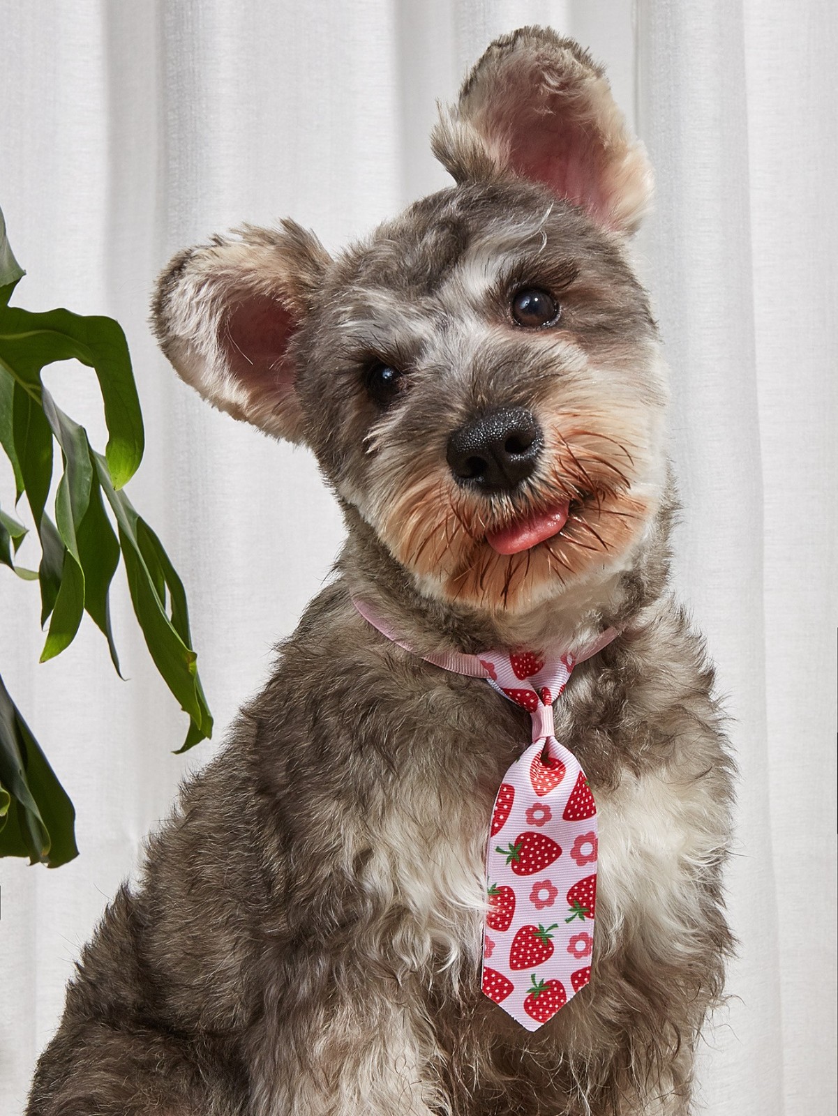 蝴蝶结宠物头饰小狗领结宠物领带 猫狗领结图2