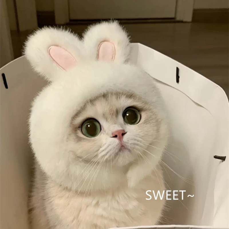 宠物猫头套宠物帽子狗狗头饰宠物狗搞怪宠物用品布偶英短小狗装饰图3