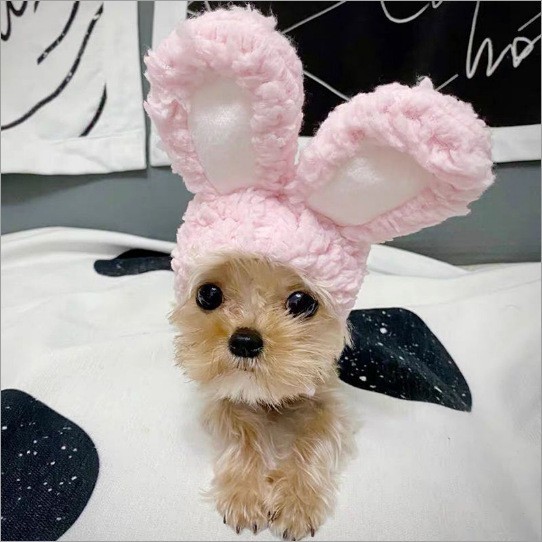 宠物猫头套宠物帽子狗狗头饰宠物狗搞怪宠物用品布偶英短小狗装饰图2