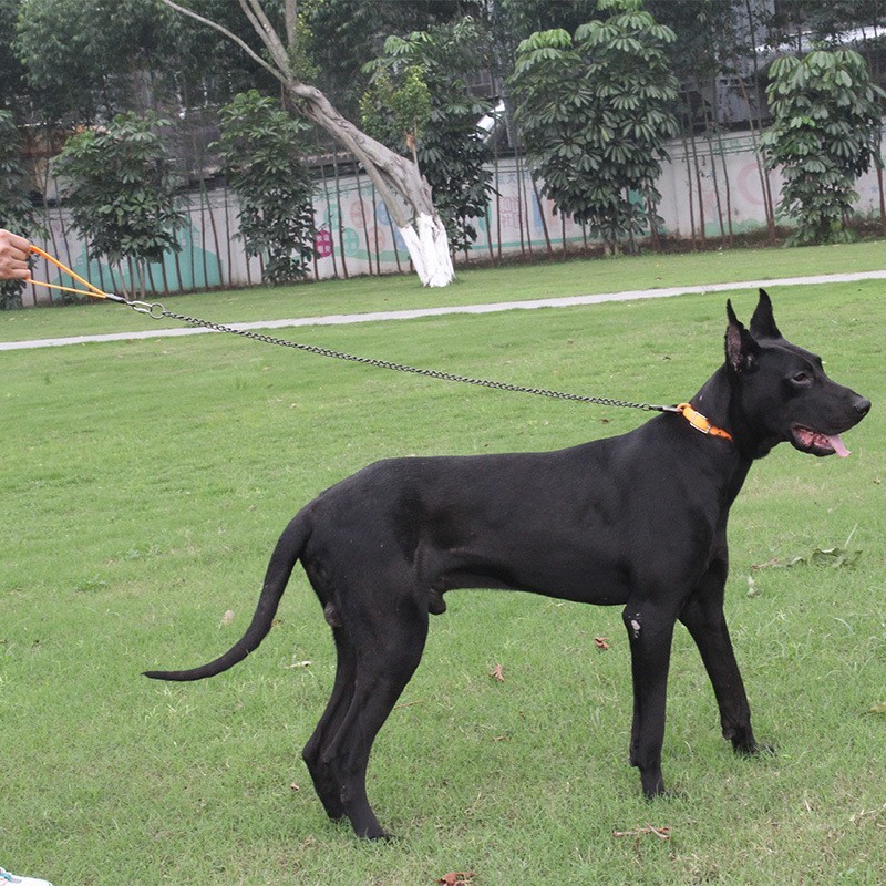 狗狗不锈钢铁链牵引绳 金毛拉布拉多中大型犬PVC包胶脖套拴狗绳图2