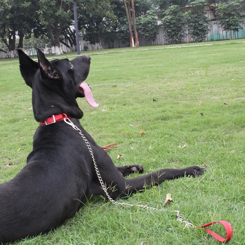 狗狗不锈钢铁链牵引绳 金毛拉布拉多中大型犬PVC包胶脖套拴狗绳图3