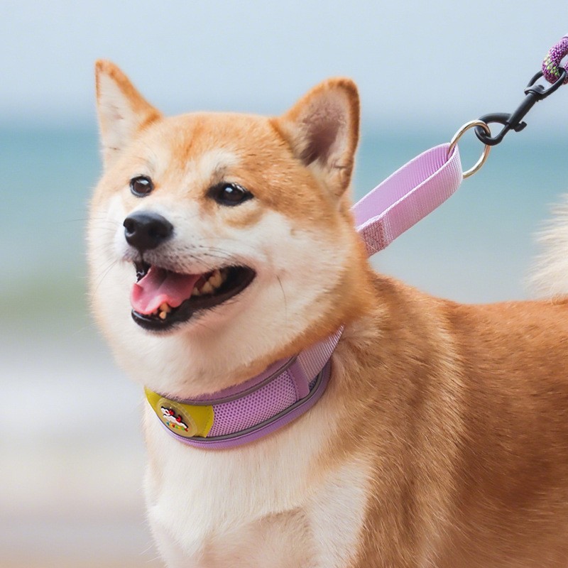 狗狗项圈幼犬到成犬宠物脖套小狗脖圈可调节拴狗圈牵引绳套装颈圈