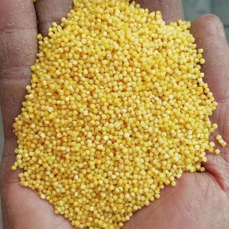 山西特产50斤/袋晋谷21号小米农家自产煮粥用黄小米
