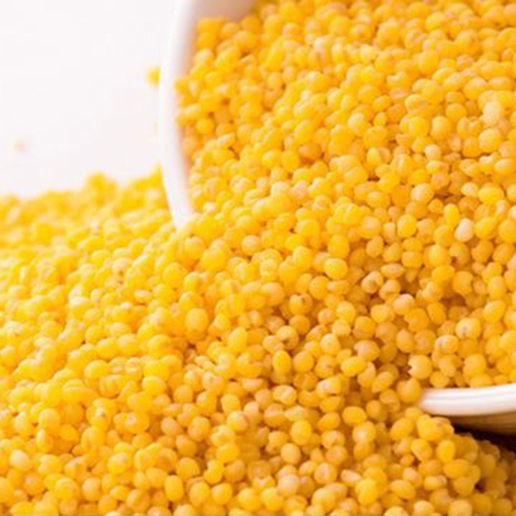 山西特产50斤/袋晋谷21号小米农家自产煮粥用黄小米图2