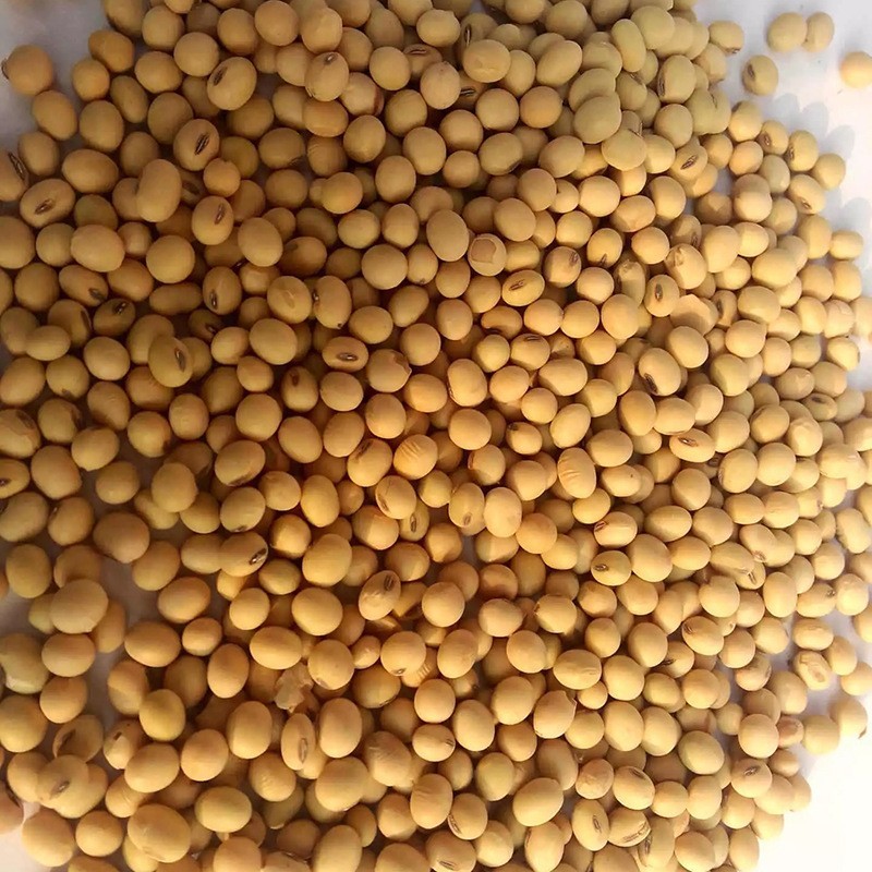 圆粒大黄豆100斤五谷杂粮磨豆腐豆粉豆浆原料农家豆子图4
