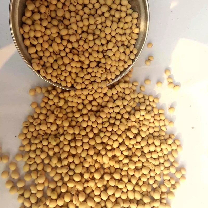 圆粒大黄豆100斤五谷杂粮磨豆腐豆粉豆浆原料农家豆子图3