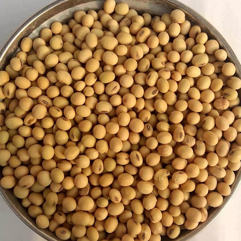 圆粒大黄豆100斤五谷杂粮磨豆腐豆粉豆浆原料农家豆子图2