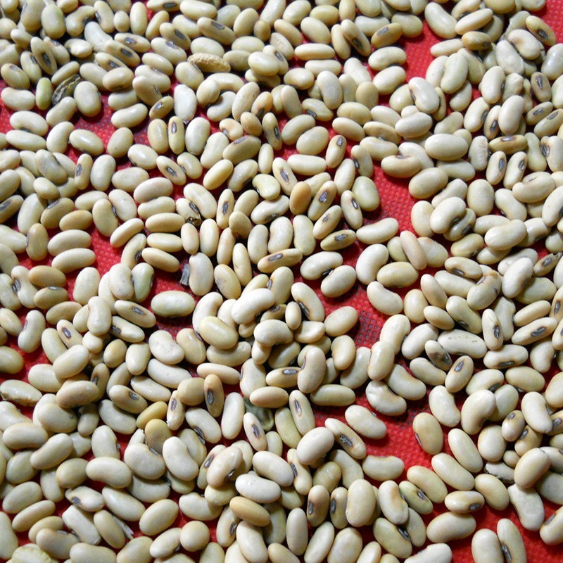 长黄豆100斤/袋长大黄豆.磨豆腐豆芽豆、豆芽菜豆、腰形豆