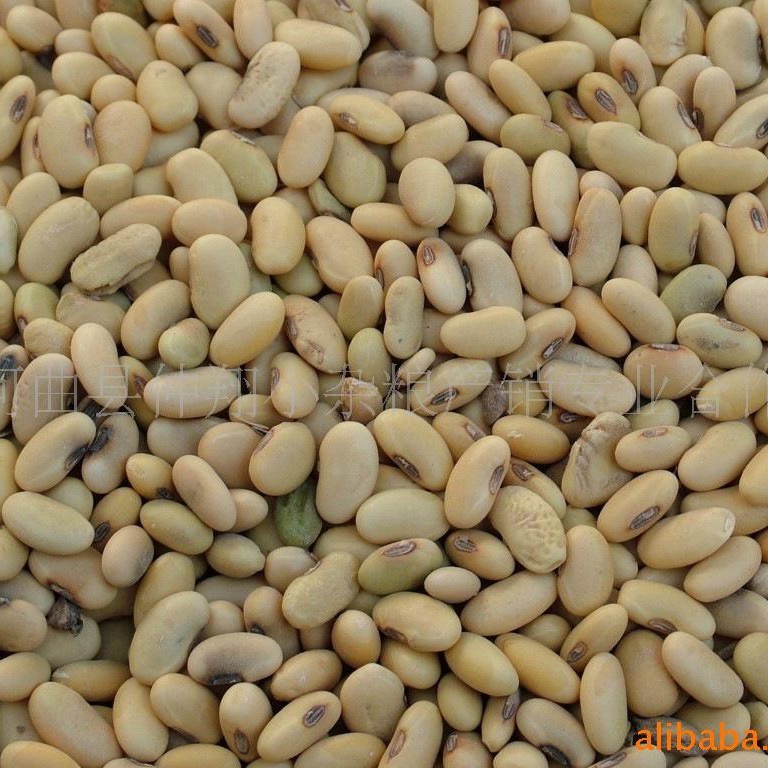 长黄豆100斤/袋长大黄豆.磨豆腐豆芽豆、豆芽菜豆、腰形豆图2