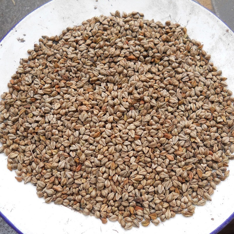 甜荞麦50斤/袋 散装去壳荞麦荞麦粒三角麦山西直发五谷杂粮荞麦仁图3