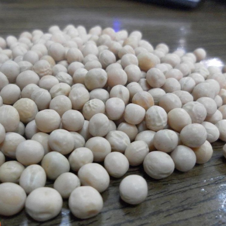 白豌豆100斤/袋农家五谷杂粮大颗粒白豌豆芽苗菜水培豌豆苗白豌豆