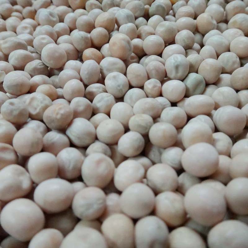 白豌豆100斤/袋农家五谷杂粮大颗粒白豌豆芽苗菜水培豌豆苗白豌豆图3