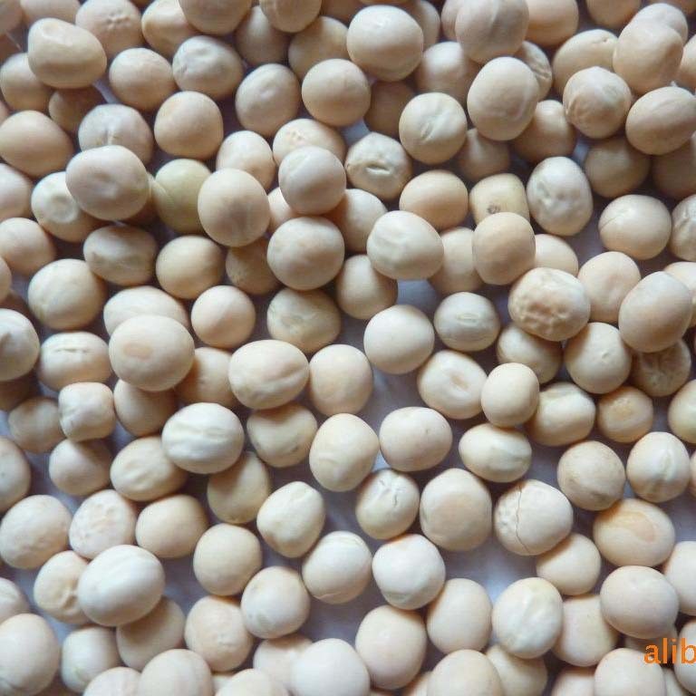 白豌豆100斤/袋农家五谷杂粮大颗粒白豌豆芽苗菜水培豌豆苗白豌豆图4