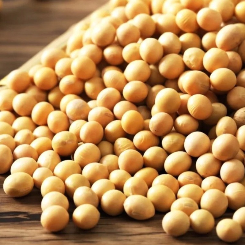 内蒙古粒粒道有机黄豆500g芽豆真空包装粗粮源头工厂图2