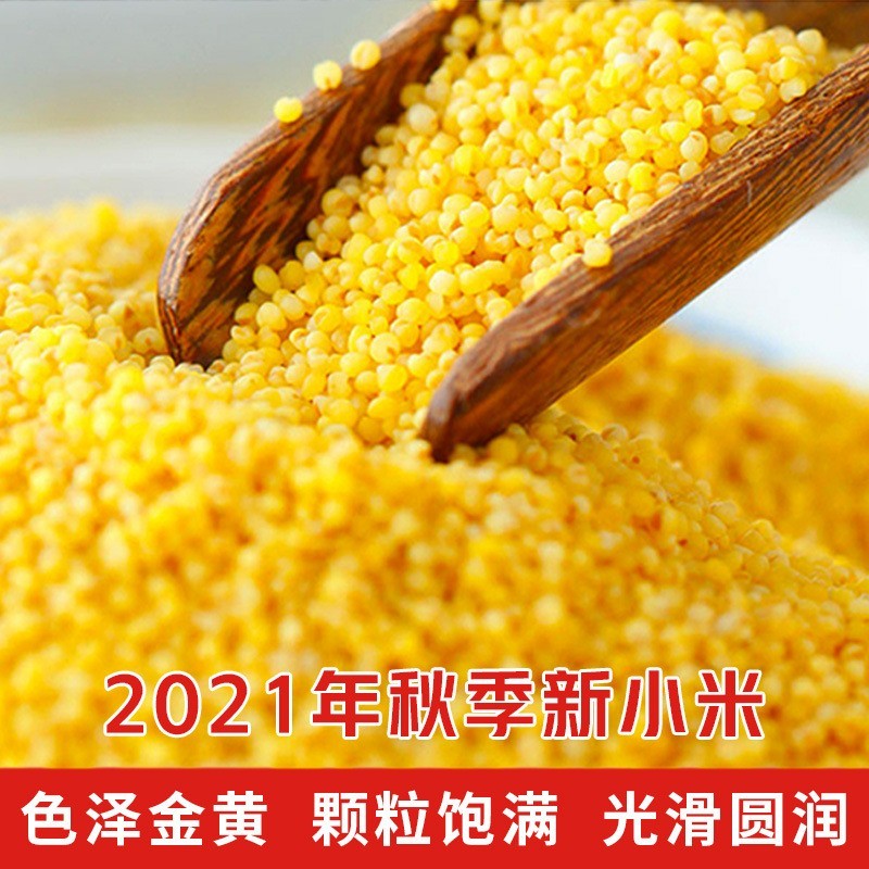 山东小米小米粥农家黄小米特产土谷子小米粗粮农家米脂真空图3