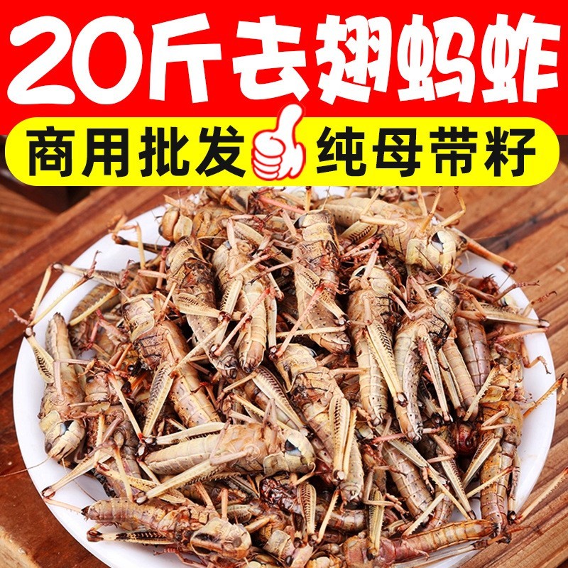 新鲜冷冻纯母去翅膀带籽蚂蚱飞蝗虫蚱蜢昆虫烧烤食材美食商用图2