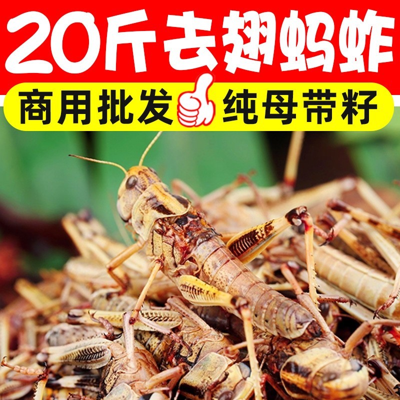 新鲜冷冻纯母去翅膀带籽蚂蚱飞蝗虫蚱蜢昆虫烧烤食材美食商用