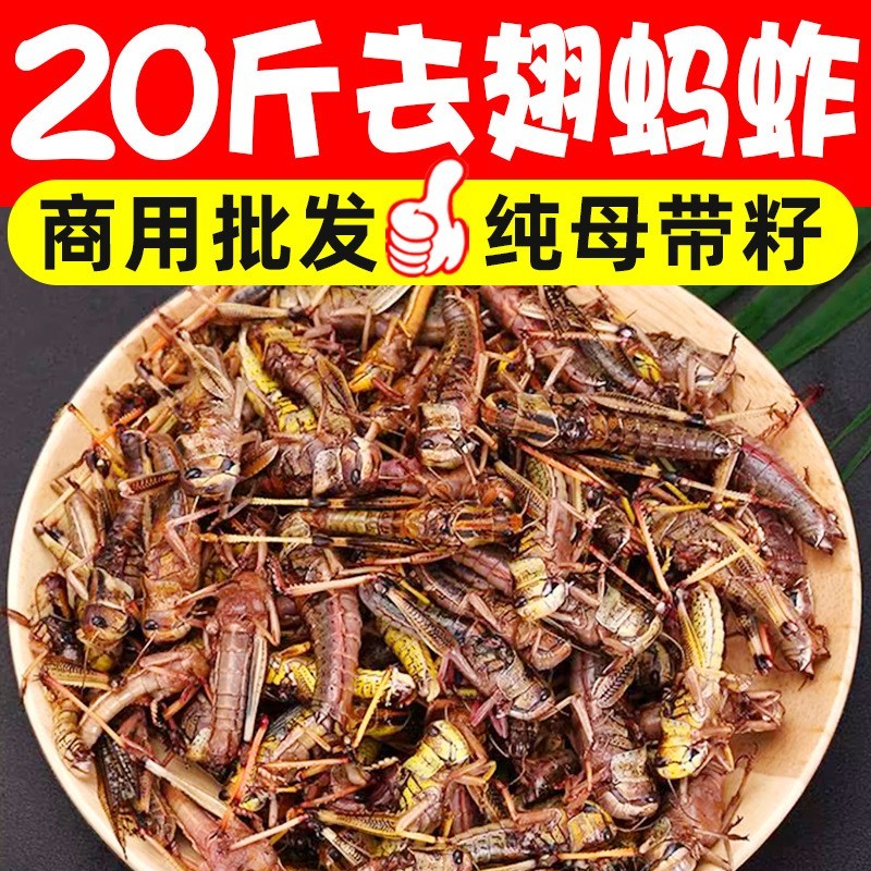 新鲜冷冻纯母去翅膀带籽蚂蚱飞蝗虫蚱蜢昆虫烧烤食材美食商用图3