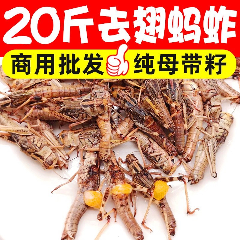 新鲜冷冻纯母去翅膀带籽蚂蚱飞蝗虫蚱蜢昆虫烧烤食材美食商用图5