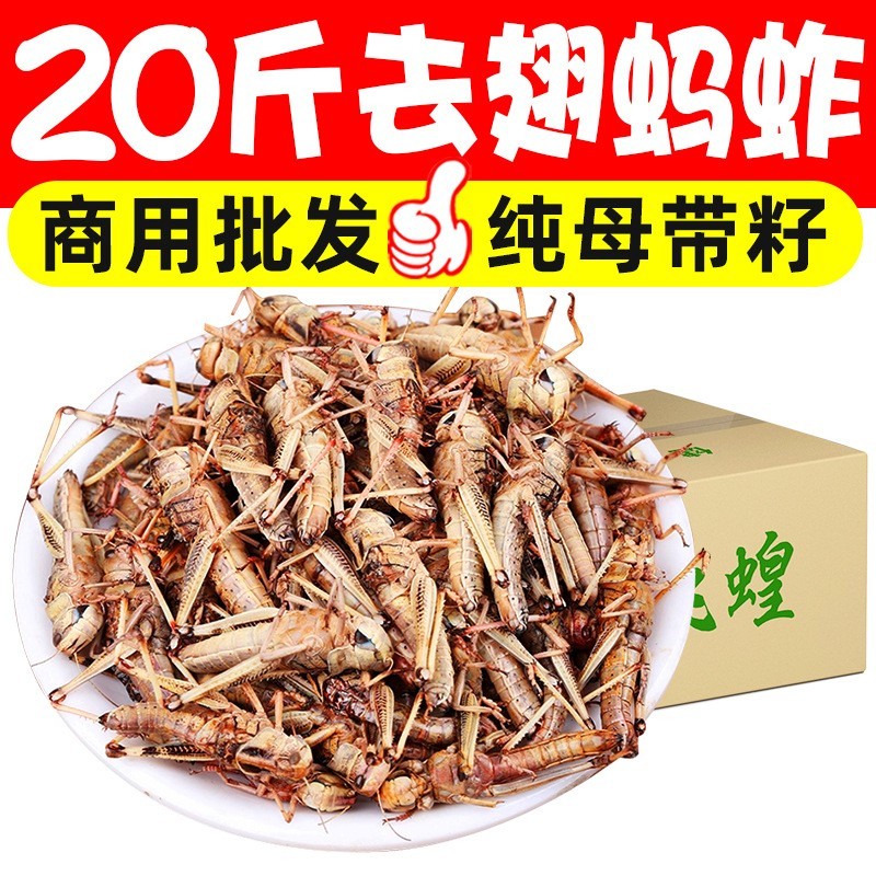 新鲜冷冻纯母去翅膀带籽蚂蚱飞蝗虫蚱蜢昆虫烧烤食材美食商用图4